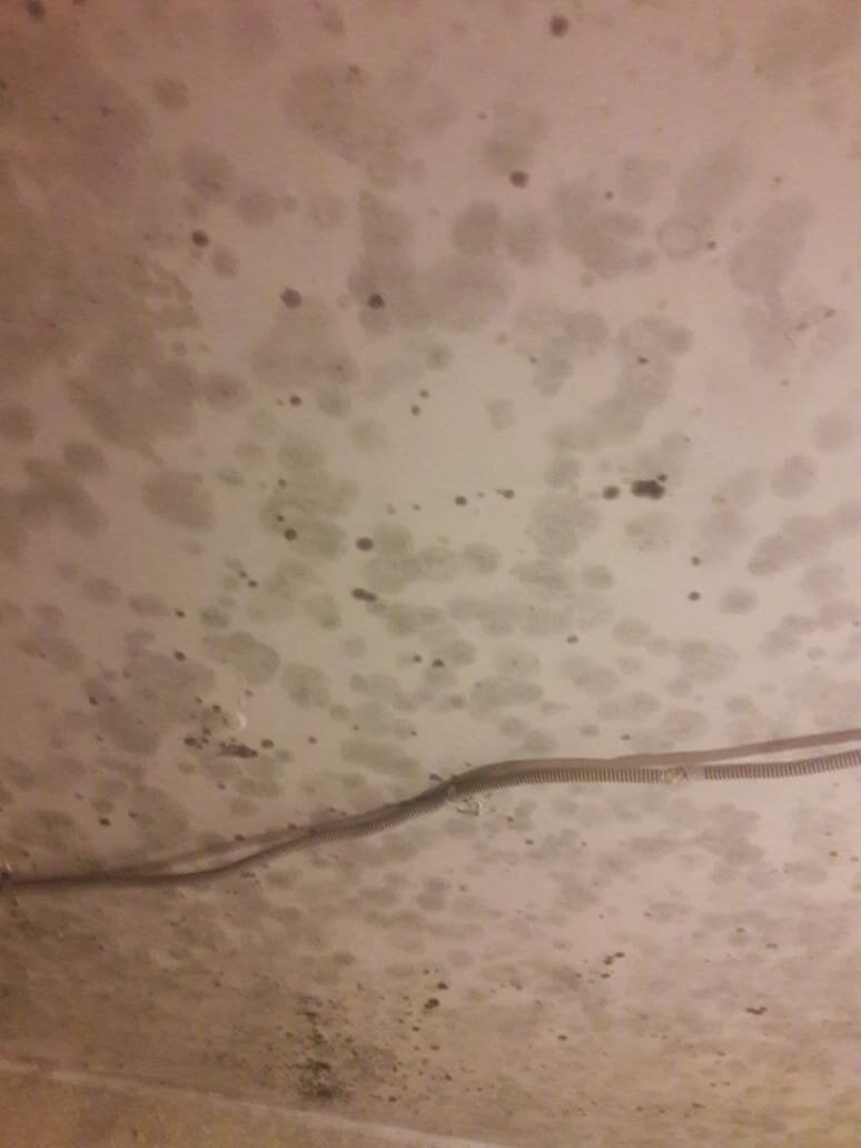 серая змея, насекомое, змея коричневая, змеи ставрополья, человек