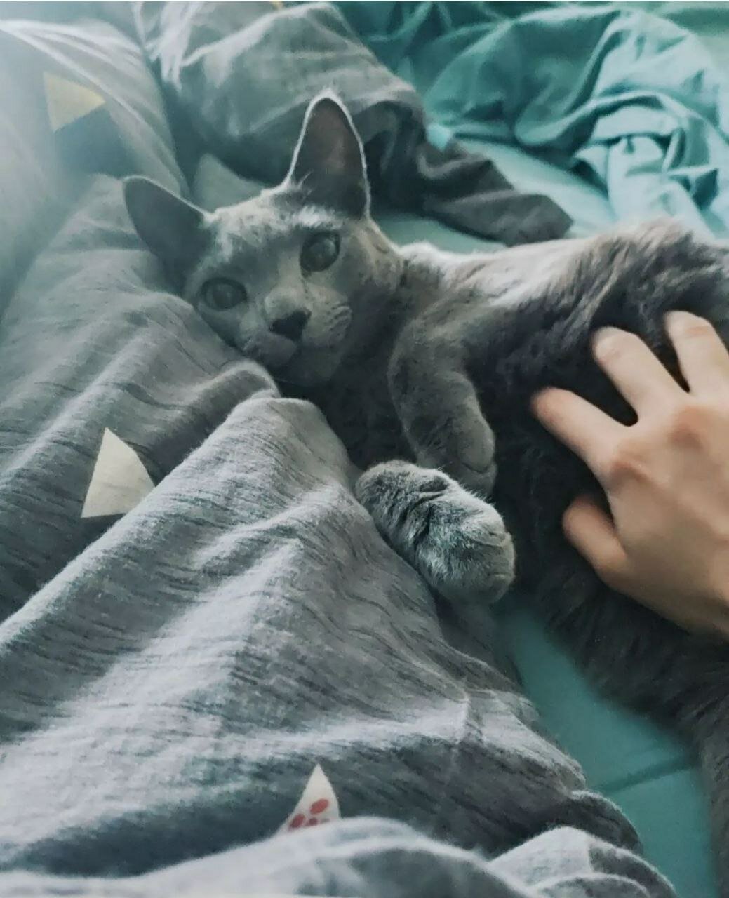 голубой бенгал кошка, кошка, русская голубая кошка, кошка серая, домашние животные