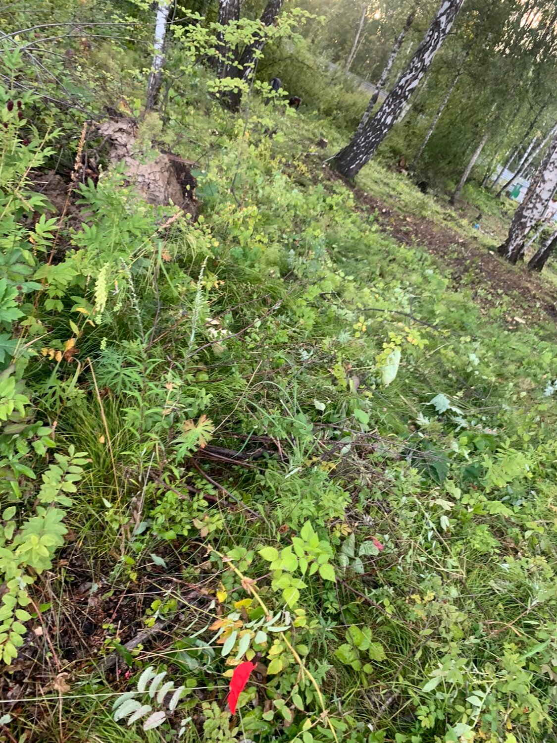 лесные ягоды, природа, поляна лесная, лесная, мебель