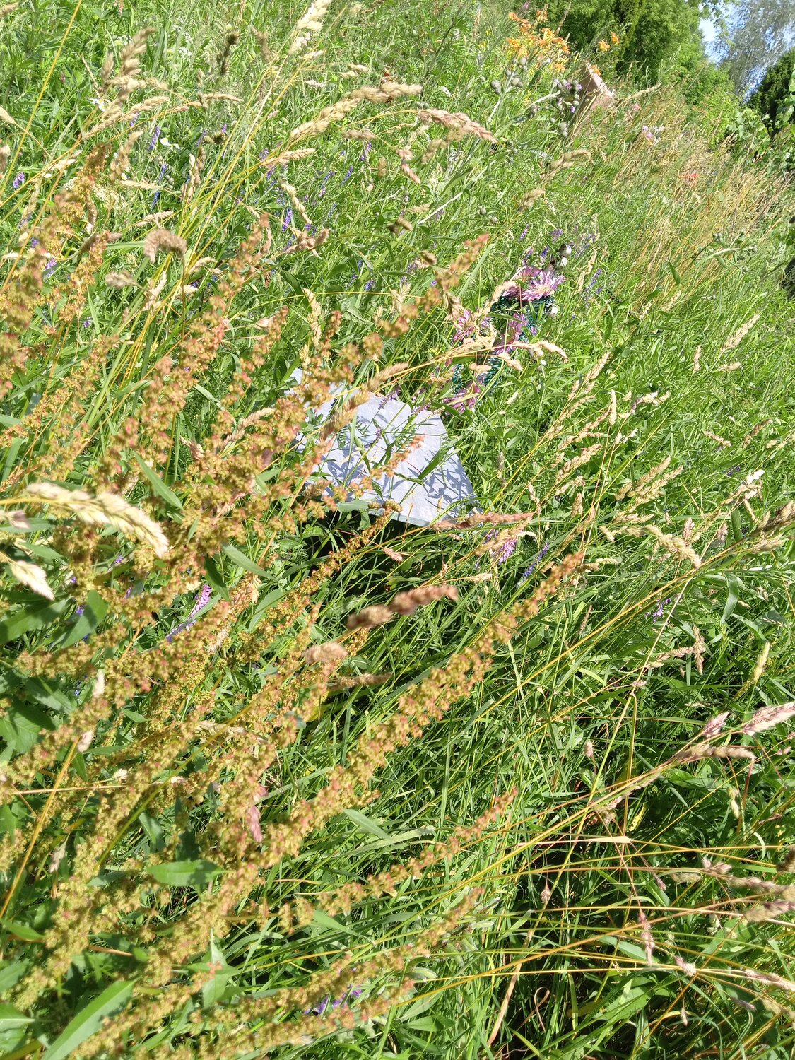 растение, щавель конский, репешок трава, rumex pamiricus, много травы