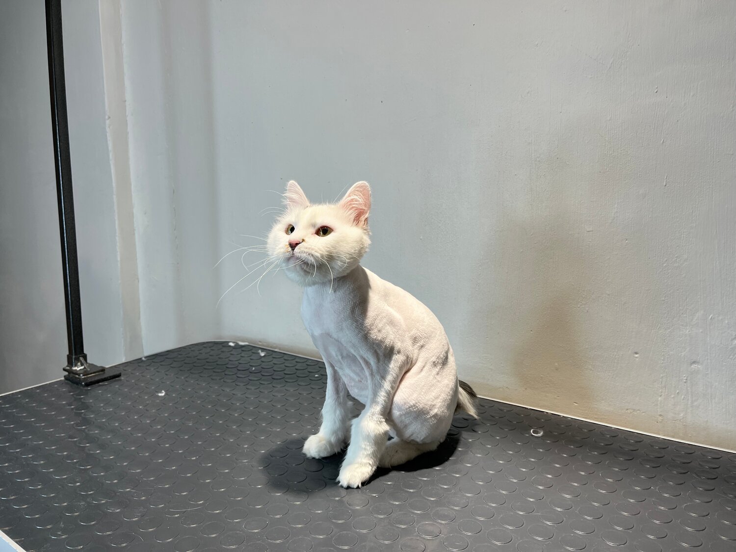 кошка стрижка, стрижка кота, стрижка котов, подстриженная кошка, стриженная кошка