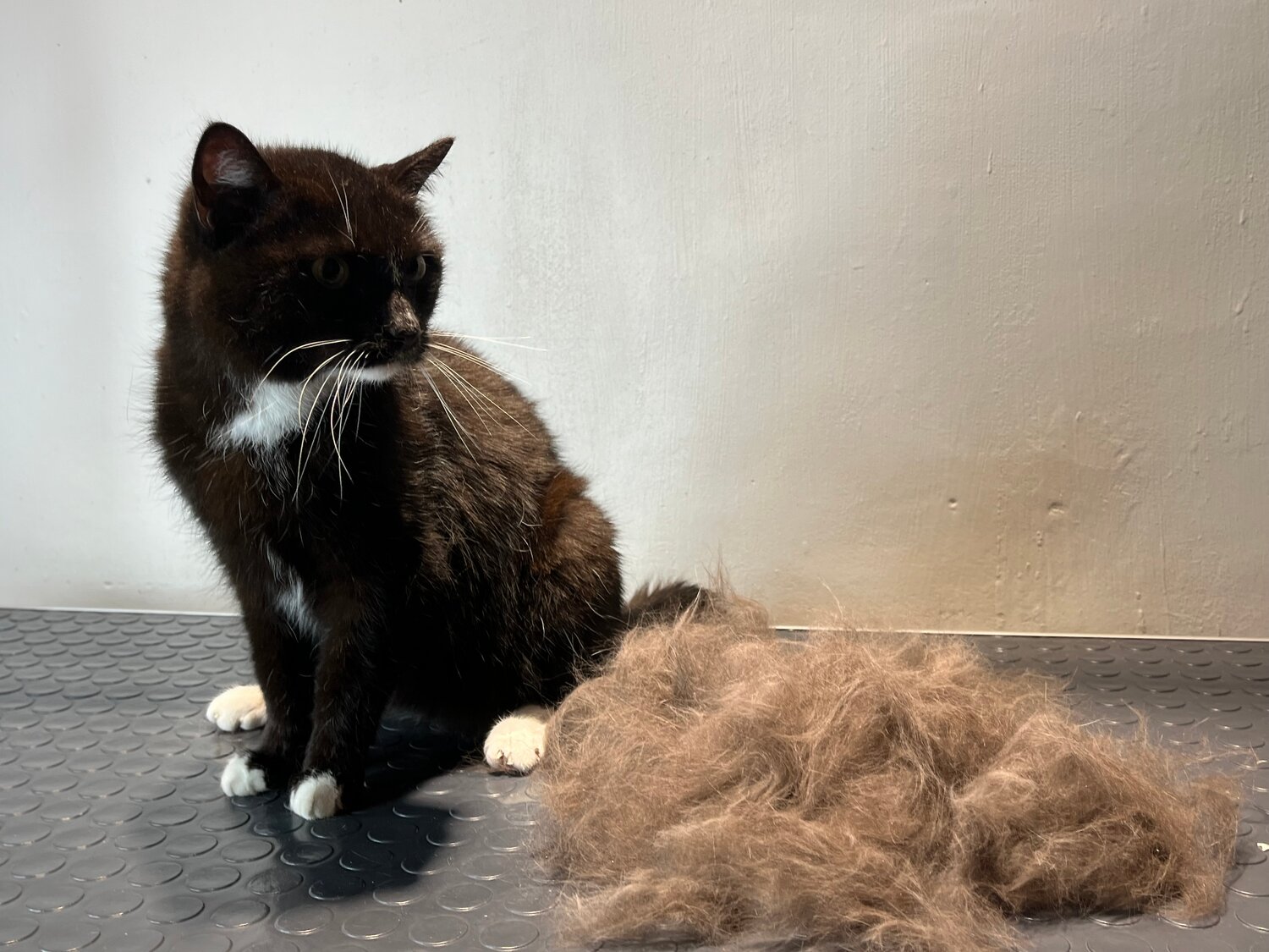 стрижка кошек, кот, котик, стрижка котов, подстриженная кошка