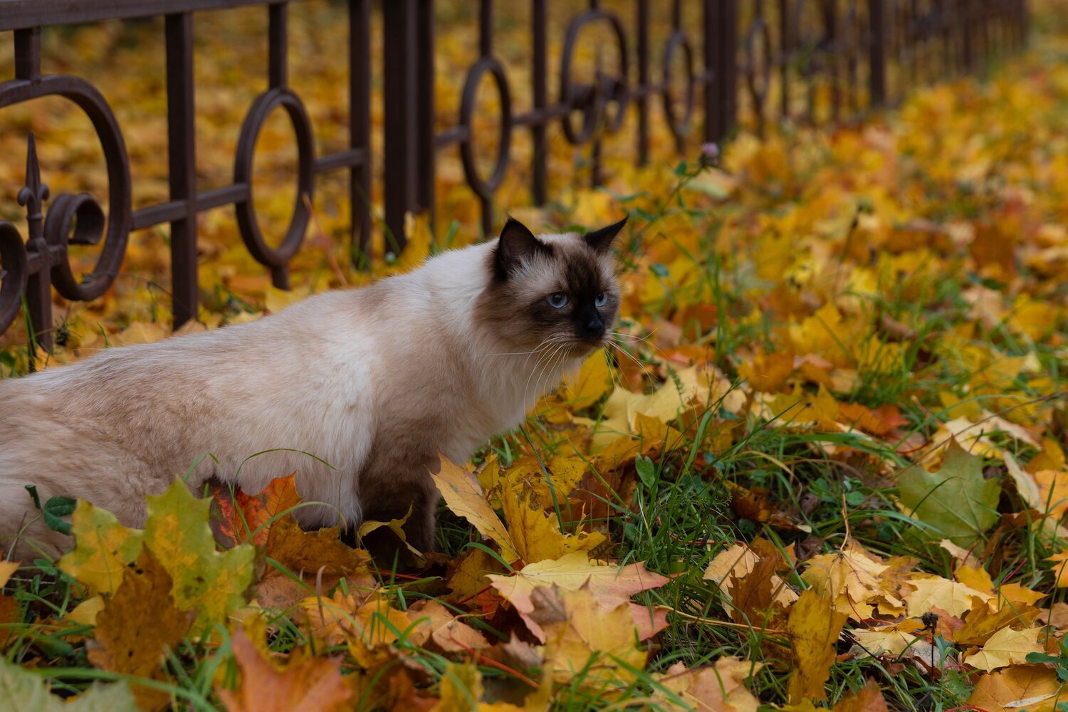 кошка, кошка осень, котики осень, бирманская кошка, животные осень
