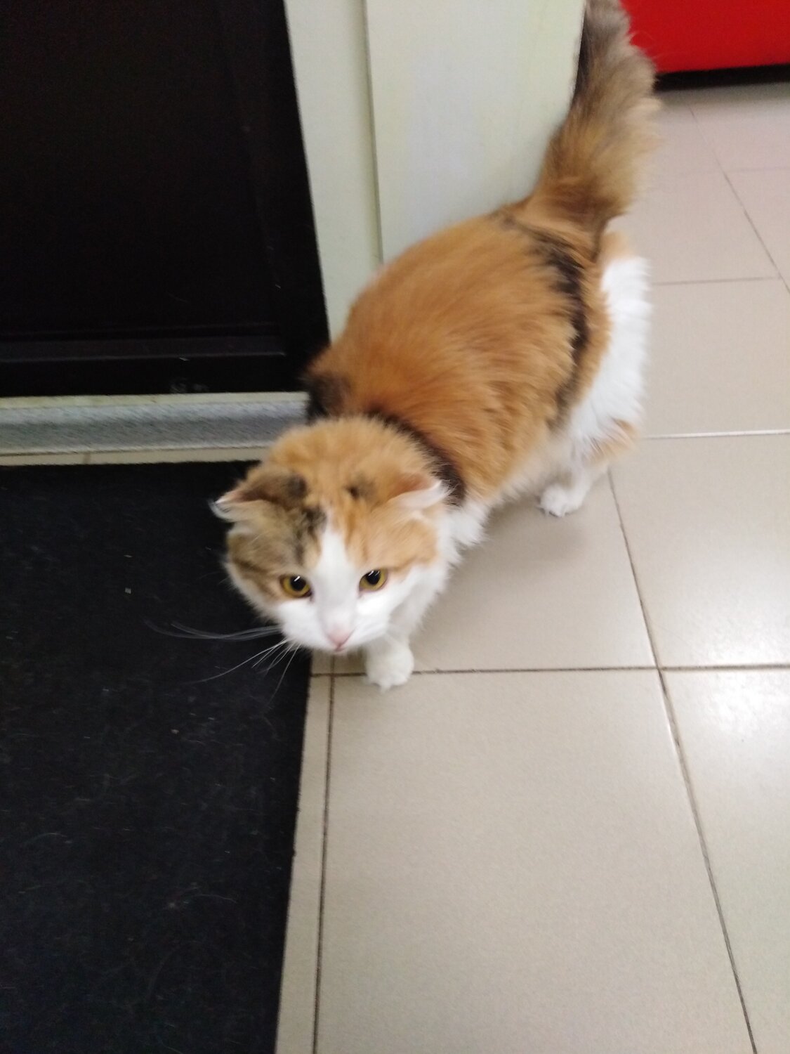 кошечка, кошка, рыже белый кот, котик, азиатская длинношерстная кошка