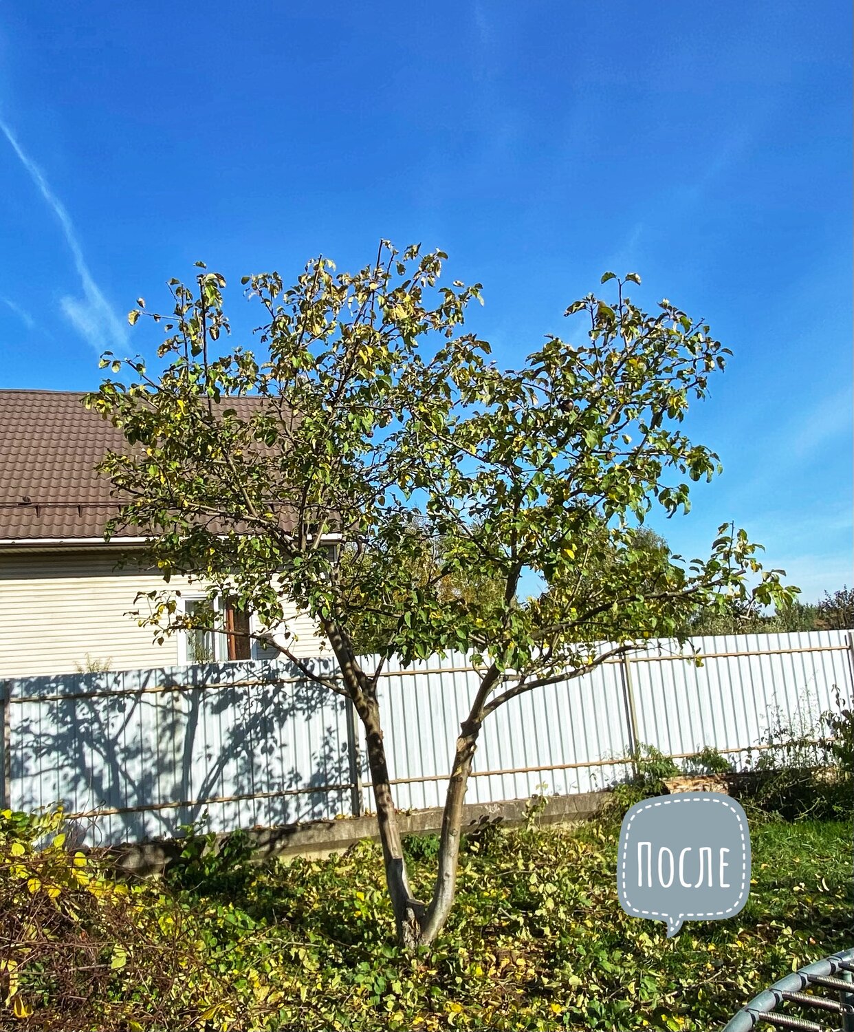 дача, дом дача, дерево миндаль, дом в деревне, участок