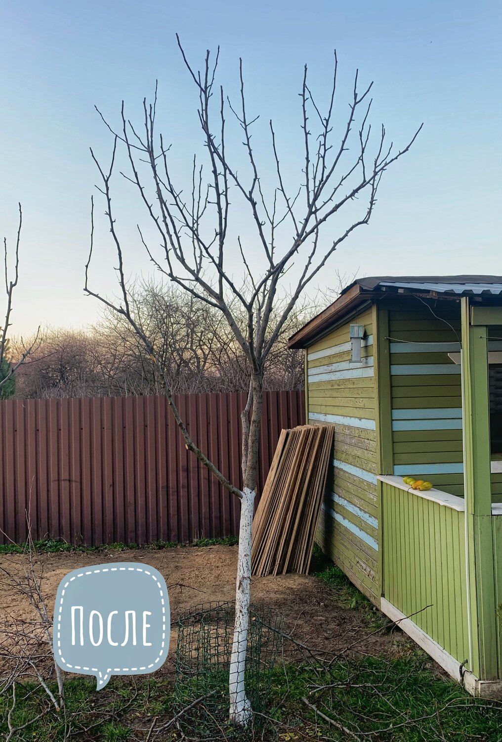 обрезка яблони ранней весной, обрезка яблони, весенняя обрезка яблоней весной, молодое дерево, обрезка яблони весной