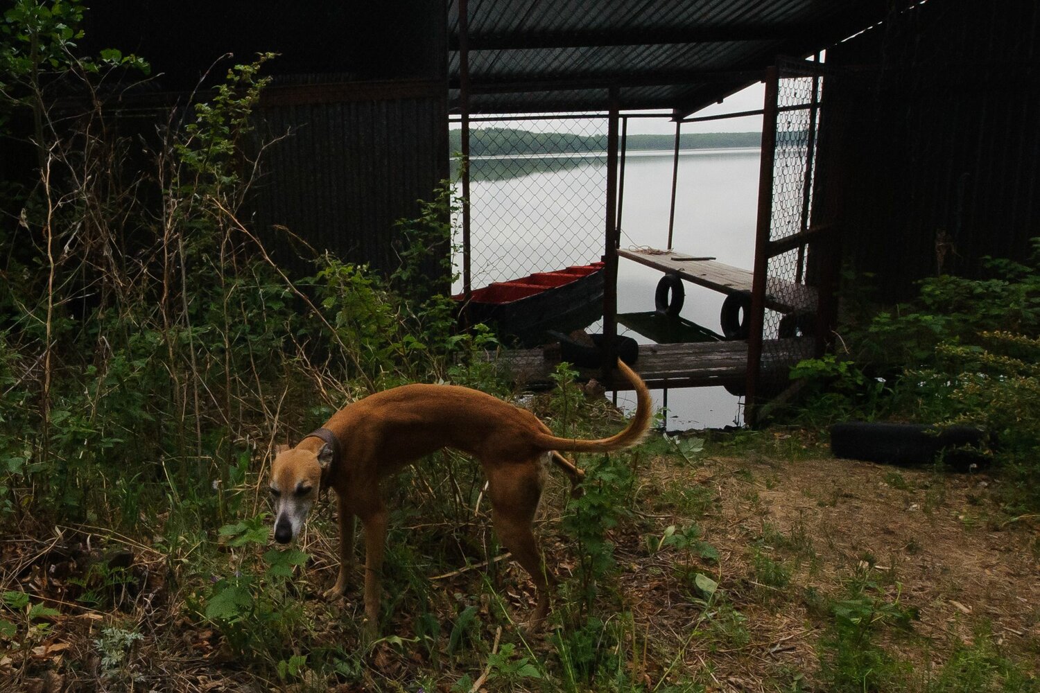 dog, abandoned dog, рыжая собака, животные, собака
