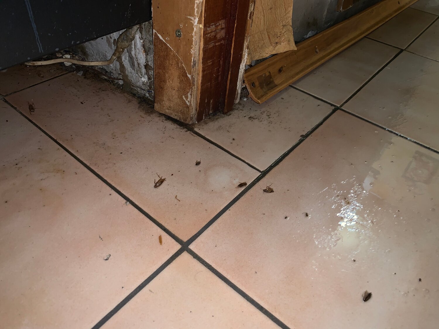 тараканы в квартире, тараканы дома, тараканы в доме, таракан, тараканы на кафеле