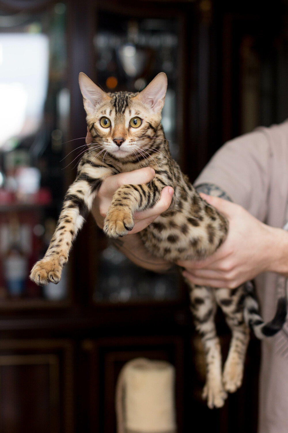 бенгальская кошка, кошка бенгал, кот породы бенгал, бенгальский котенок, бенгальская кошка рыжая