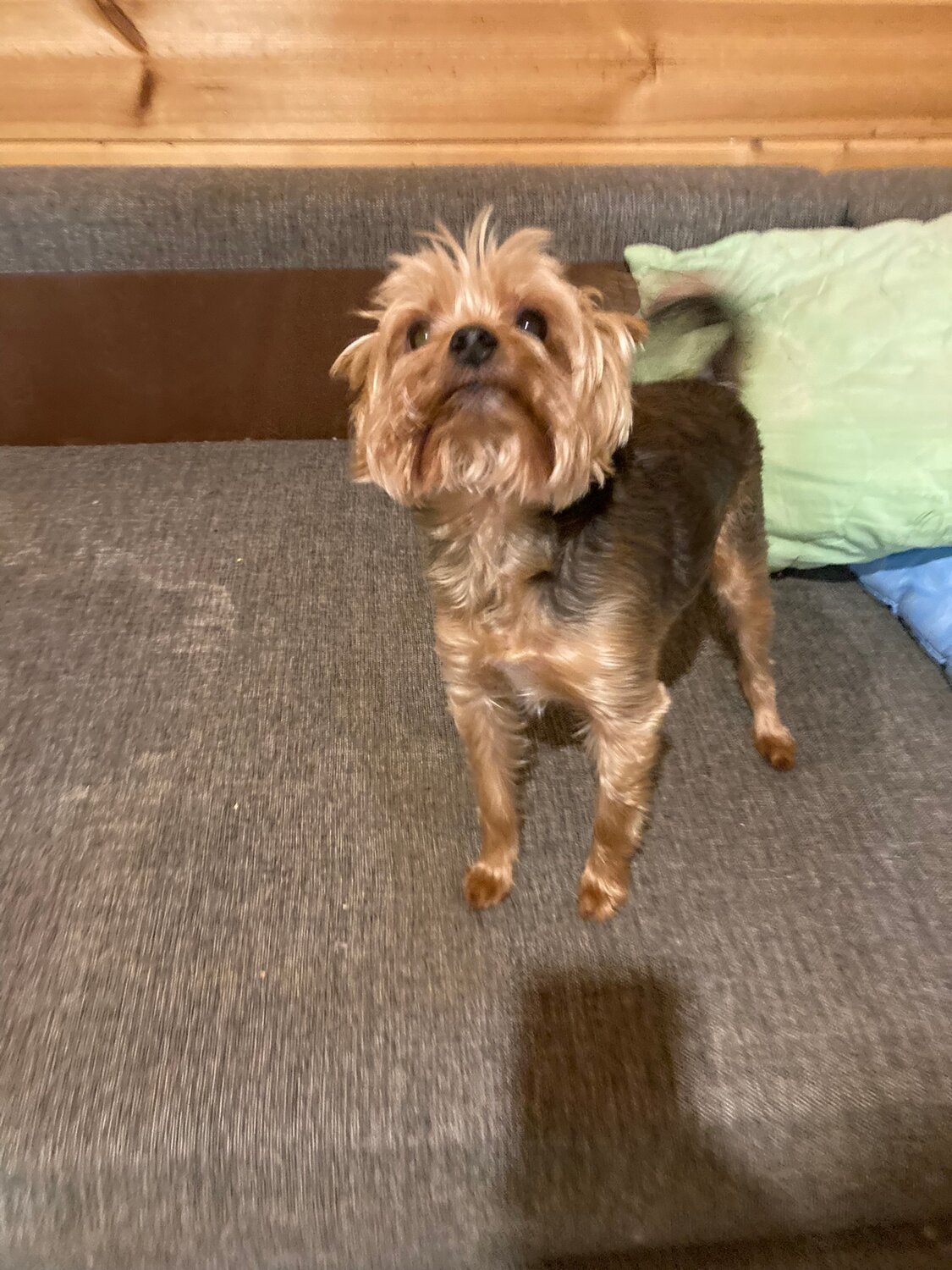 йоркширский терьер, собака йоркширский терьер, собака йорк, собака йоркширский, собака породы йоркширский терьер