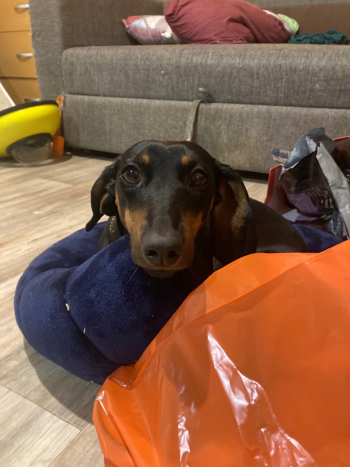 такса, собака такса, порода такса, собака породы такса, длинная такса