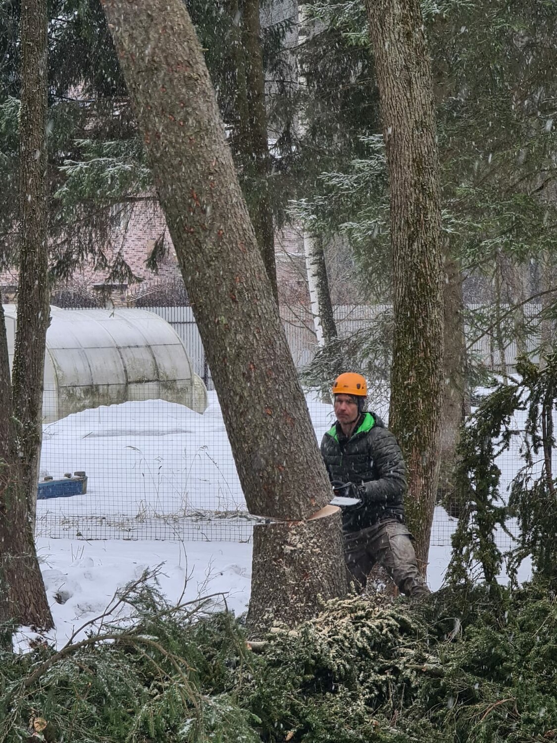 рубка деревьев, валка леса, вальщик леса, валка деревьев, спиливание деревьев