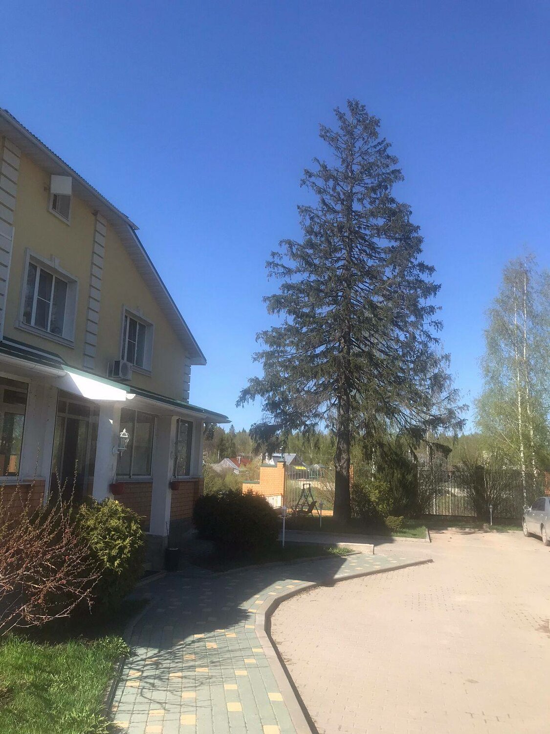 лиственница тонкочешуйчатая larix kaempferi, ель, ель сосна, сибирская ель, лиственница