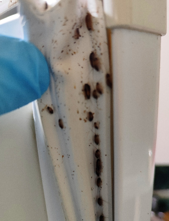 клопы тараканы, домашние клопы, клопы, тараканы в квартире, много тараканов