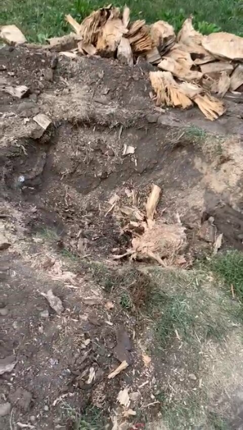 корчевание пней, корчевка пней, корчевание пней вручную, корчевание, корчевание корней сосны