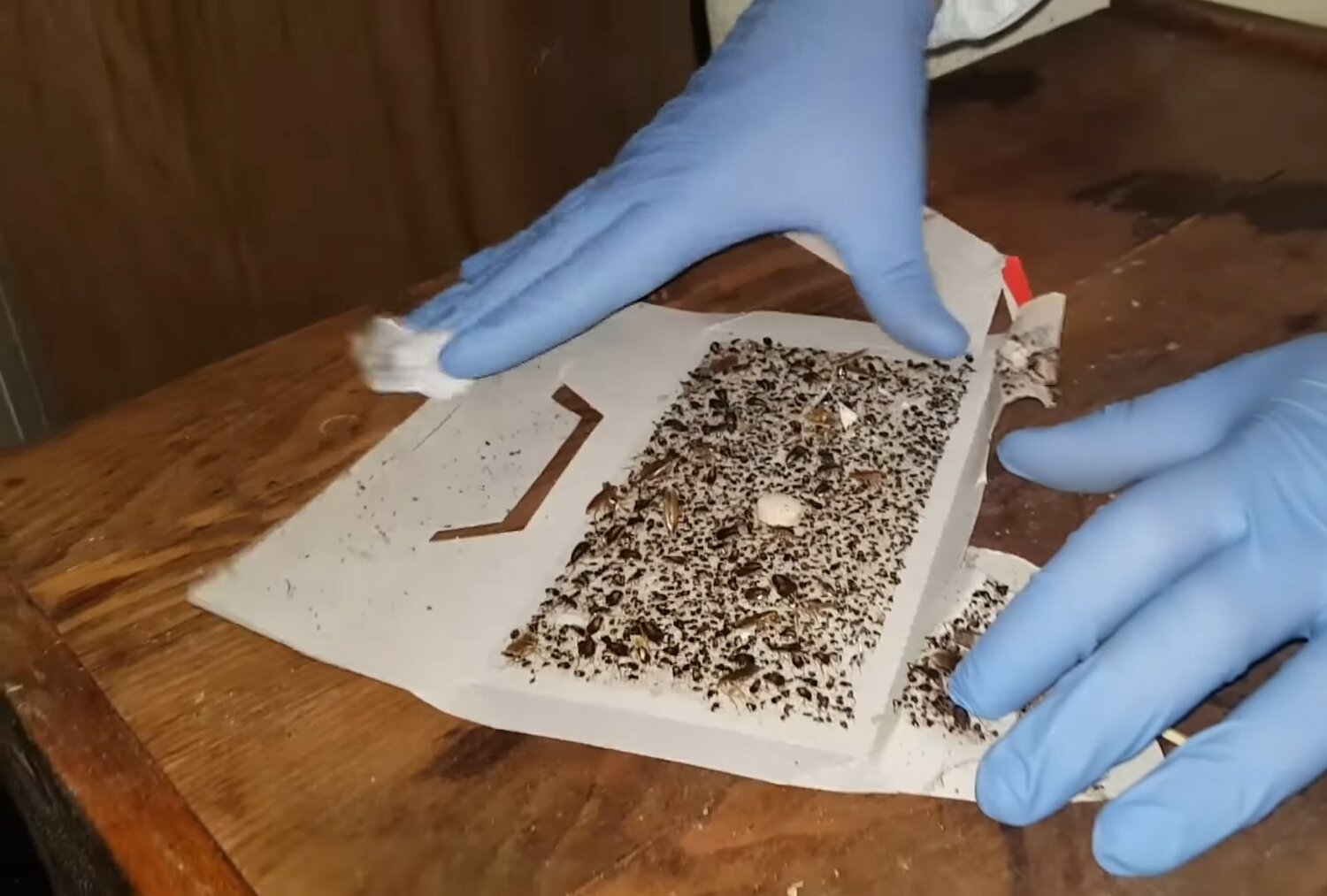 эффективные ловушки для тараканов, ловушка для тараканов своими руками, стратификация семян в домашних условиях, ловушка для тараканов, приманка для тараканов