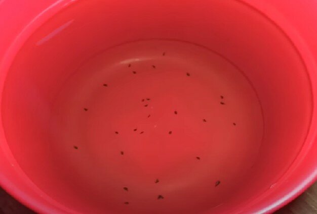 насекомое, посев семян, вишня (код 127), ловушка для блох, красноухие черепашки