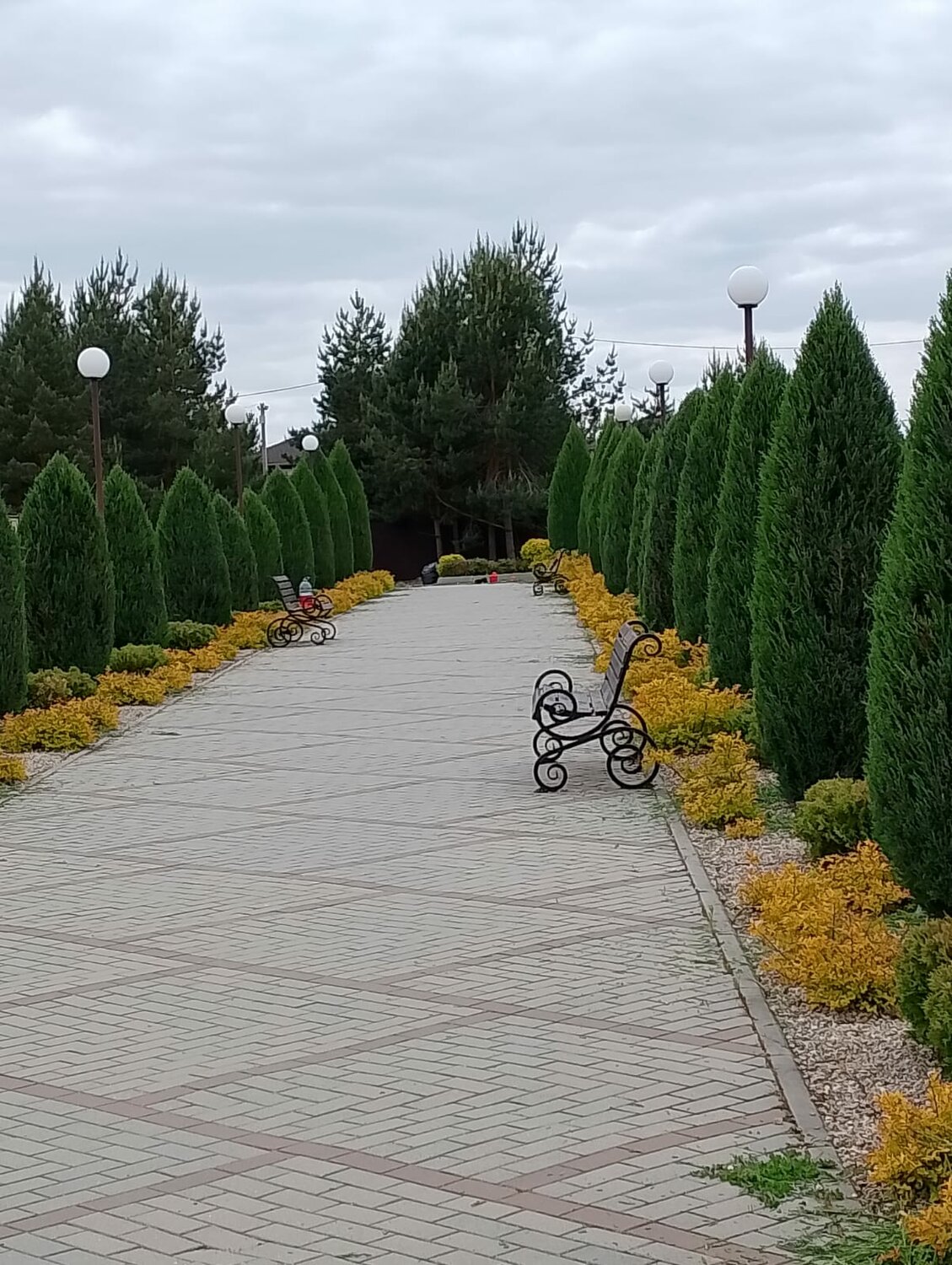 туя западная смарагд, туя можжевельник, туя смарагд изгородь, туя западная, парк