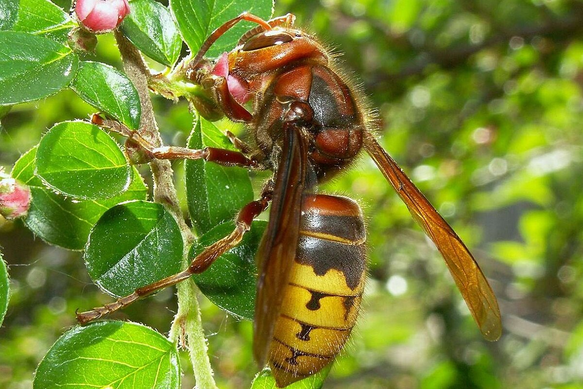 шершень обыкновенный, шершень веспа крабро, шершень веспа, шершень vespa crabro, шершень насекомое