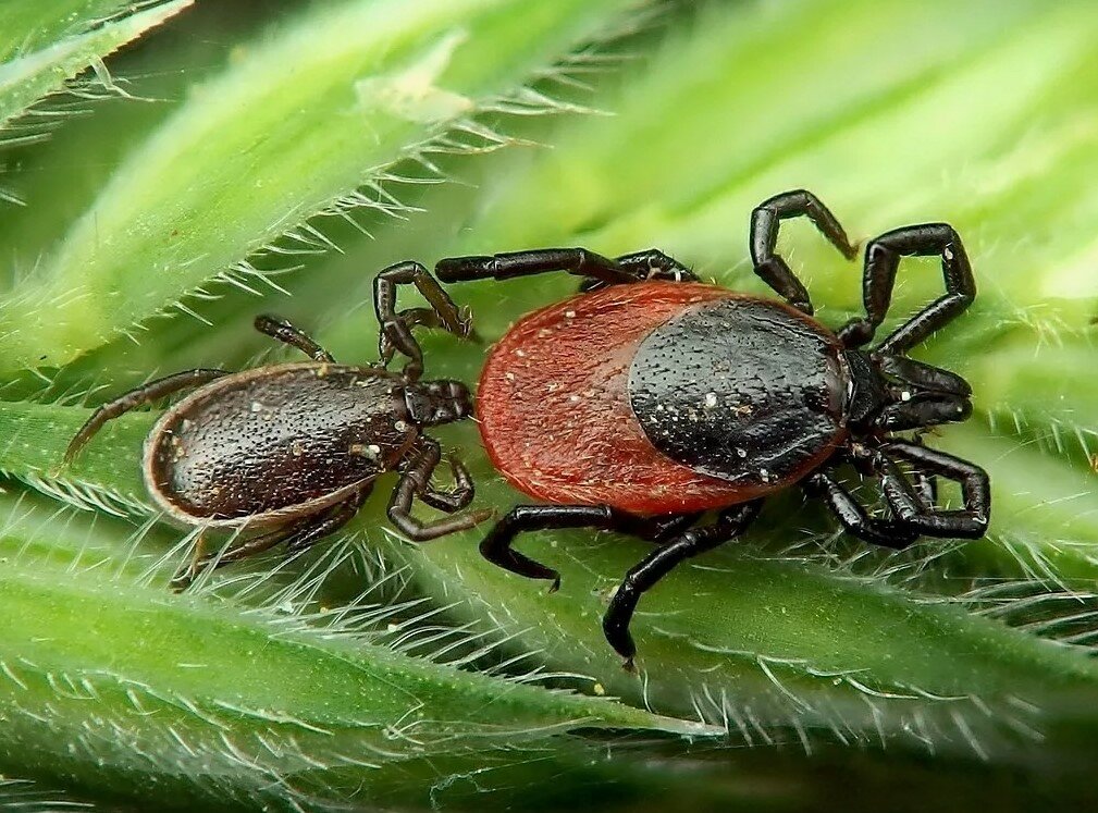 иксодовый клещ, иксодовые клещи – ixodes ricinus, клещ ixodes persulcatus, клещи иксодовые, энцефалитный клещ энцефалитный клещ
