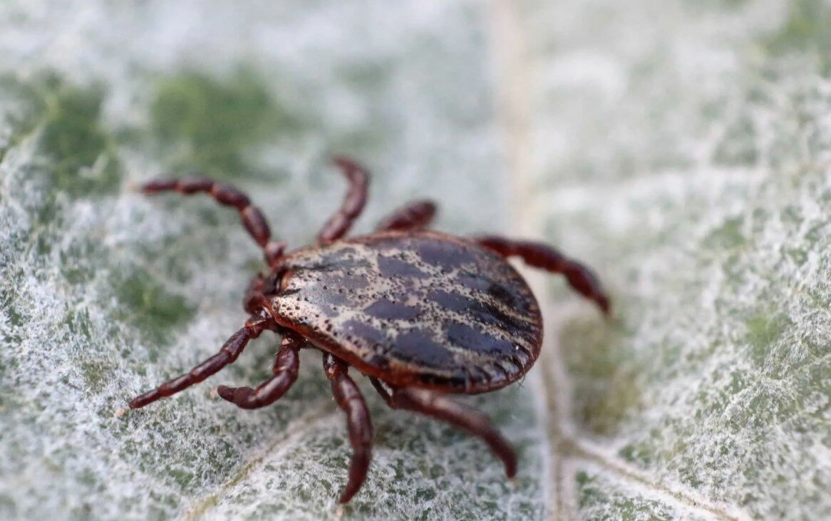 дермацентор маргинатус, иксодовые клещи, клещ, ixodes ricinus, dermacentor reticulatus луговой клещ