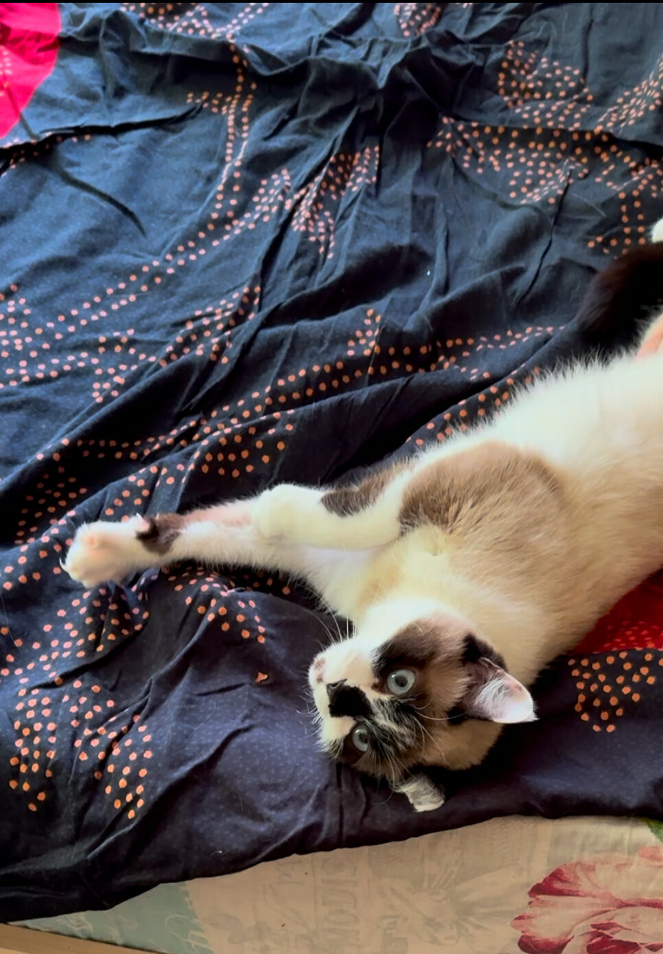 кот, котик, сноу-шу, порода сноу шу кошки, сноу шу кошка