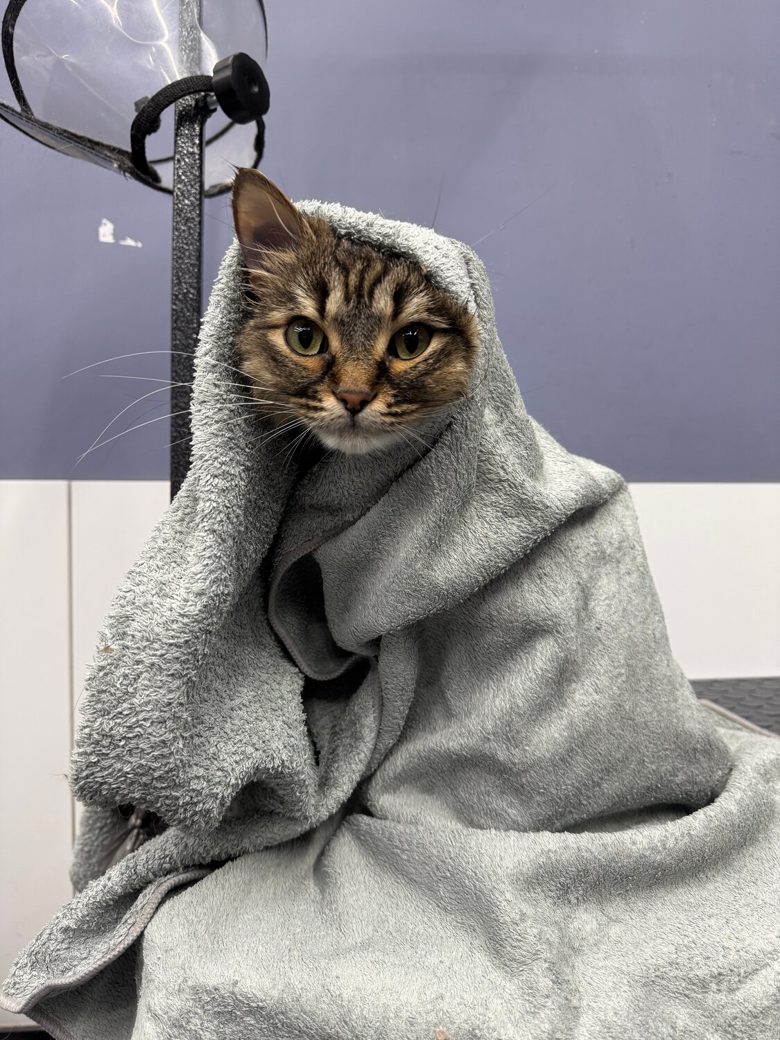 котик, кот, кошка смешная, кошка кот, смешные коты