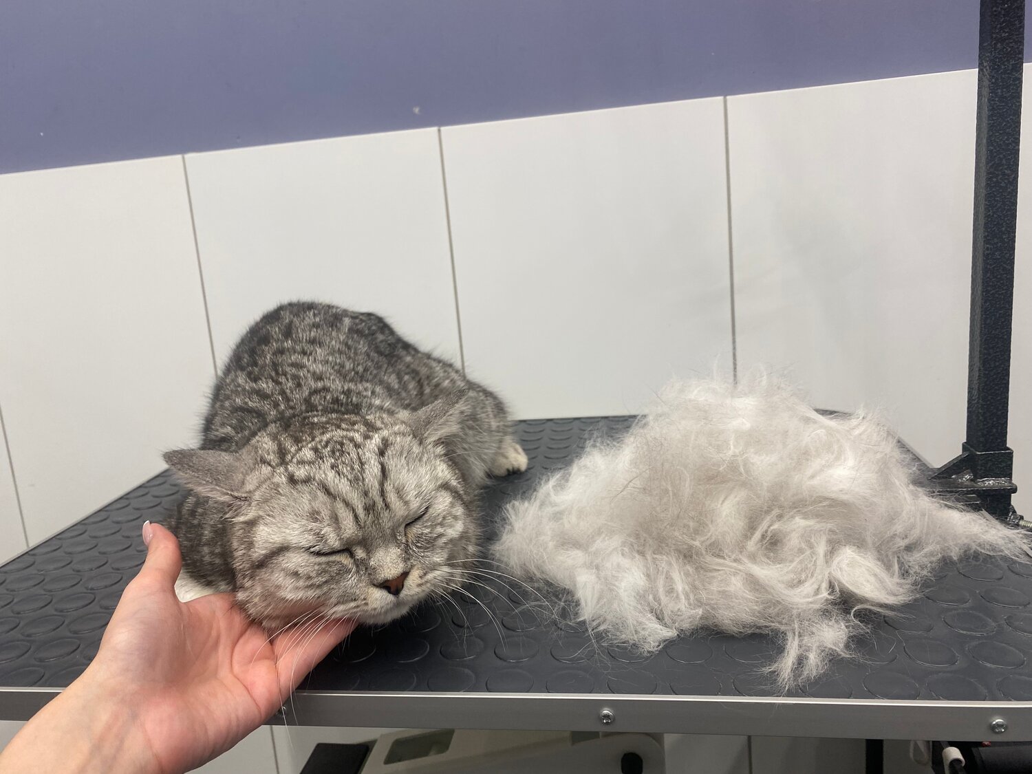 экспресс линька для кошек, экспресс линька, кот, котик, стрижка животных
