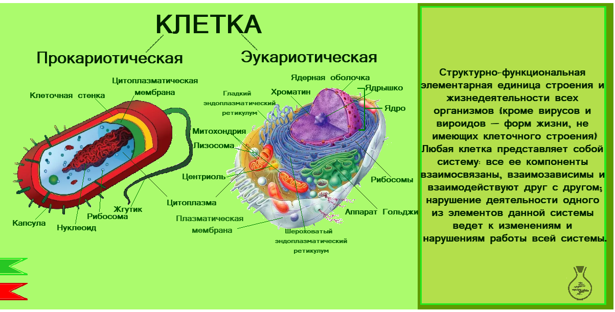 строение бактериальной клетки прокариот, строение бактериальной клетки микробиология нуклеоид, строение прокариотической бактериальной клетки, строение прокариотической клетки бактерии, прокариот доядерная бактерия строение