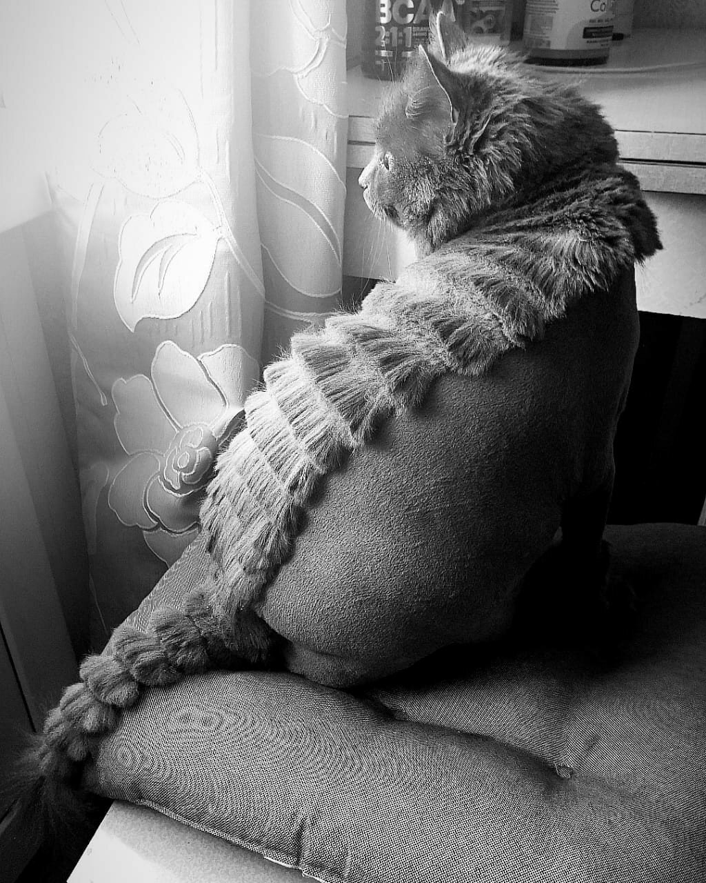 кот, кошка, котик, кошечка, котэ