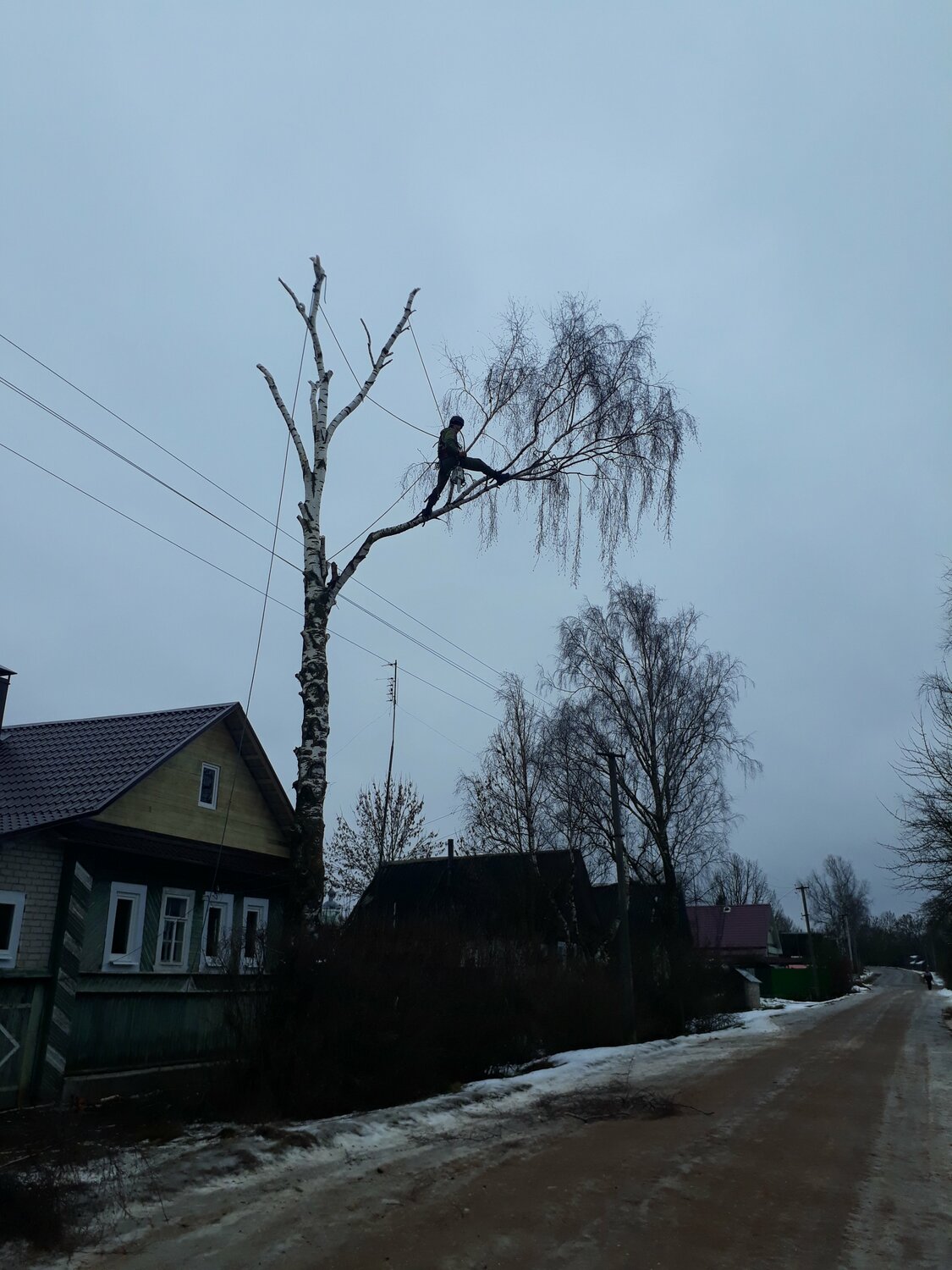дерево, спиленное дерево, дерево в серпухове, спилить дерево по частям, аварийные деревья
