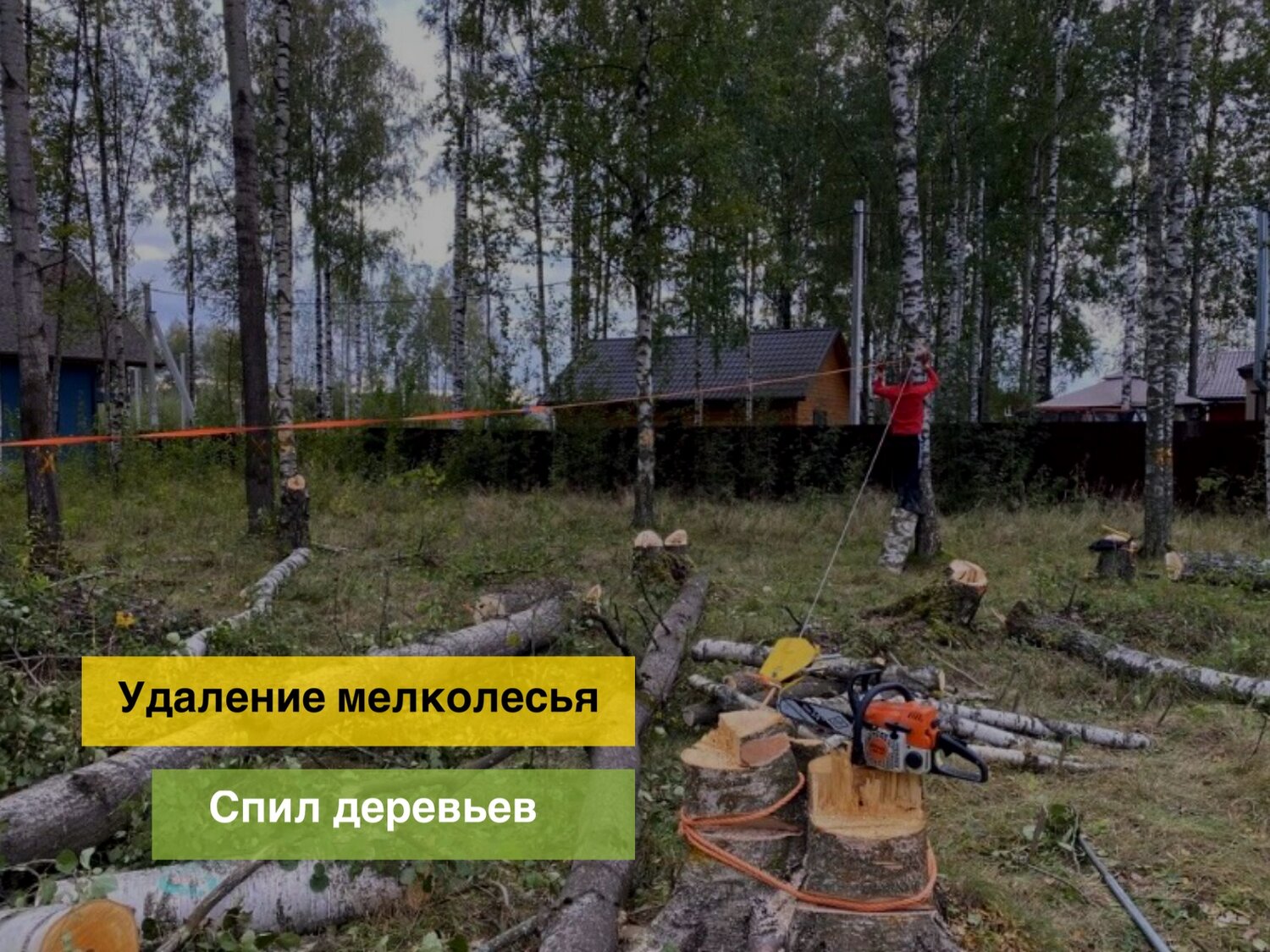 спил и кронирование деревьев, спил дерева, спиливание деревьев, расчистка участка, валка деревьев