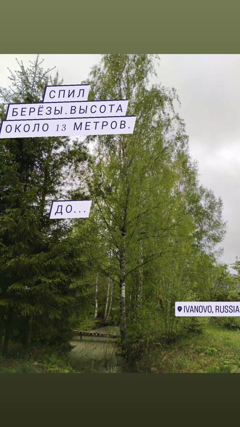 природа, береза, во поле береза, береза дерево, берёза повислая