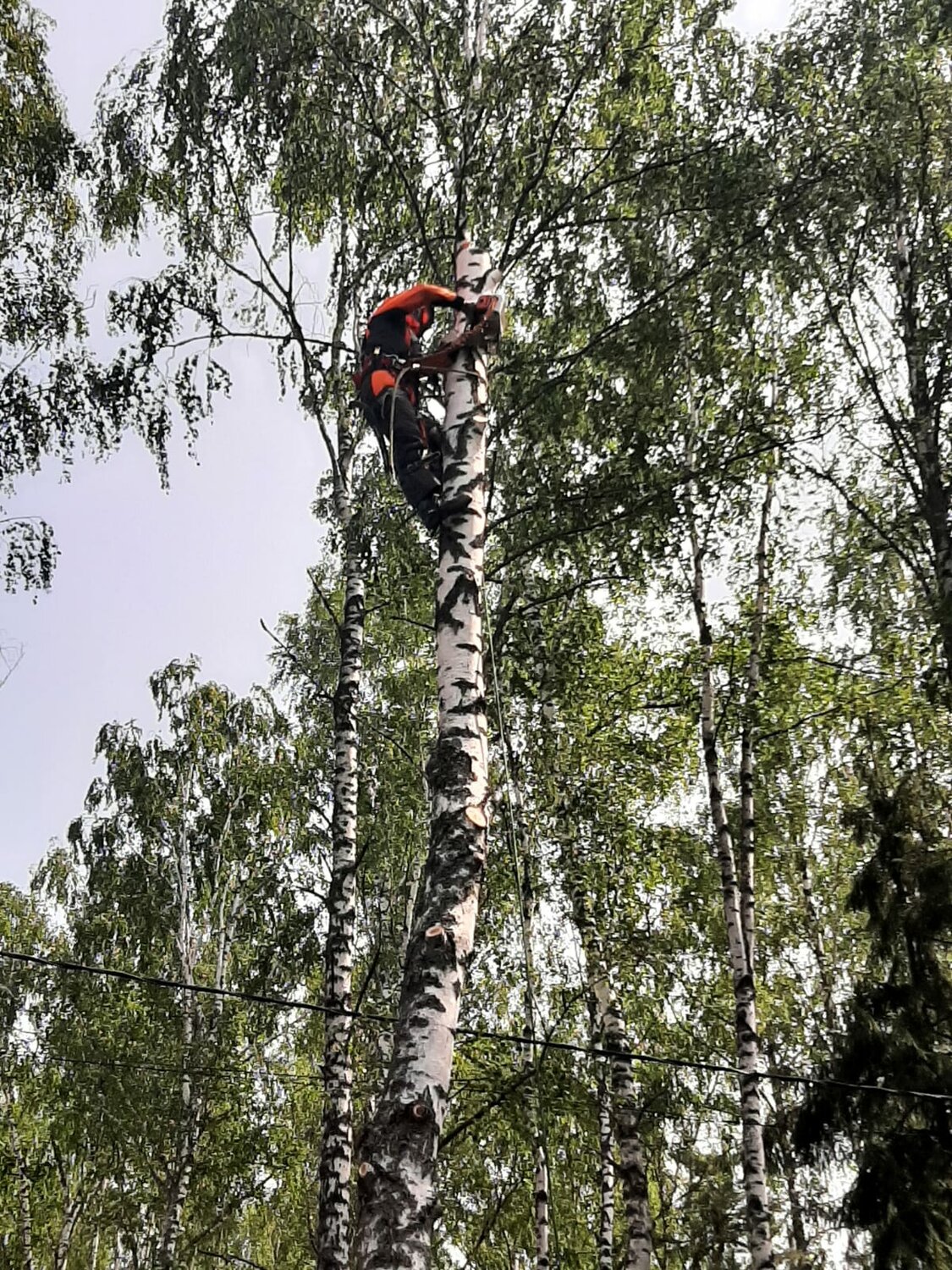 валка деревьев, спил деревьев, опиловка деревьев береза, рубка аварийных деревьев в лесу, аварийные деревья