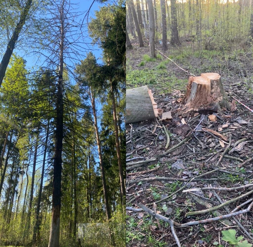 природа, лес от вырубки, вырубленный лес, сосна, рубка леса
