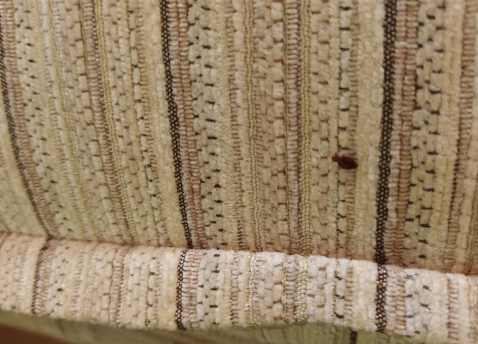 ткань, ковер terracot ot1793-o72, льняная ткань, хлопковая ткань, текстиль