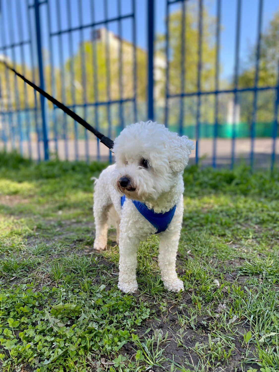 порода бишон фризе, бишон фризе щенок, собака бишон фризе, бишон фризе французская болонка, порода бишон