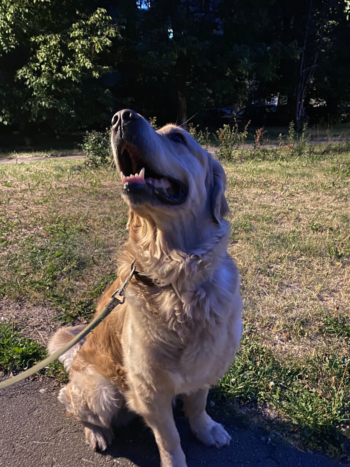 ретривер собака, ретривер, золотистый ретривер, порода золотистый ретривер, собака золотистый ретривер