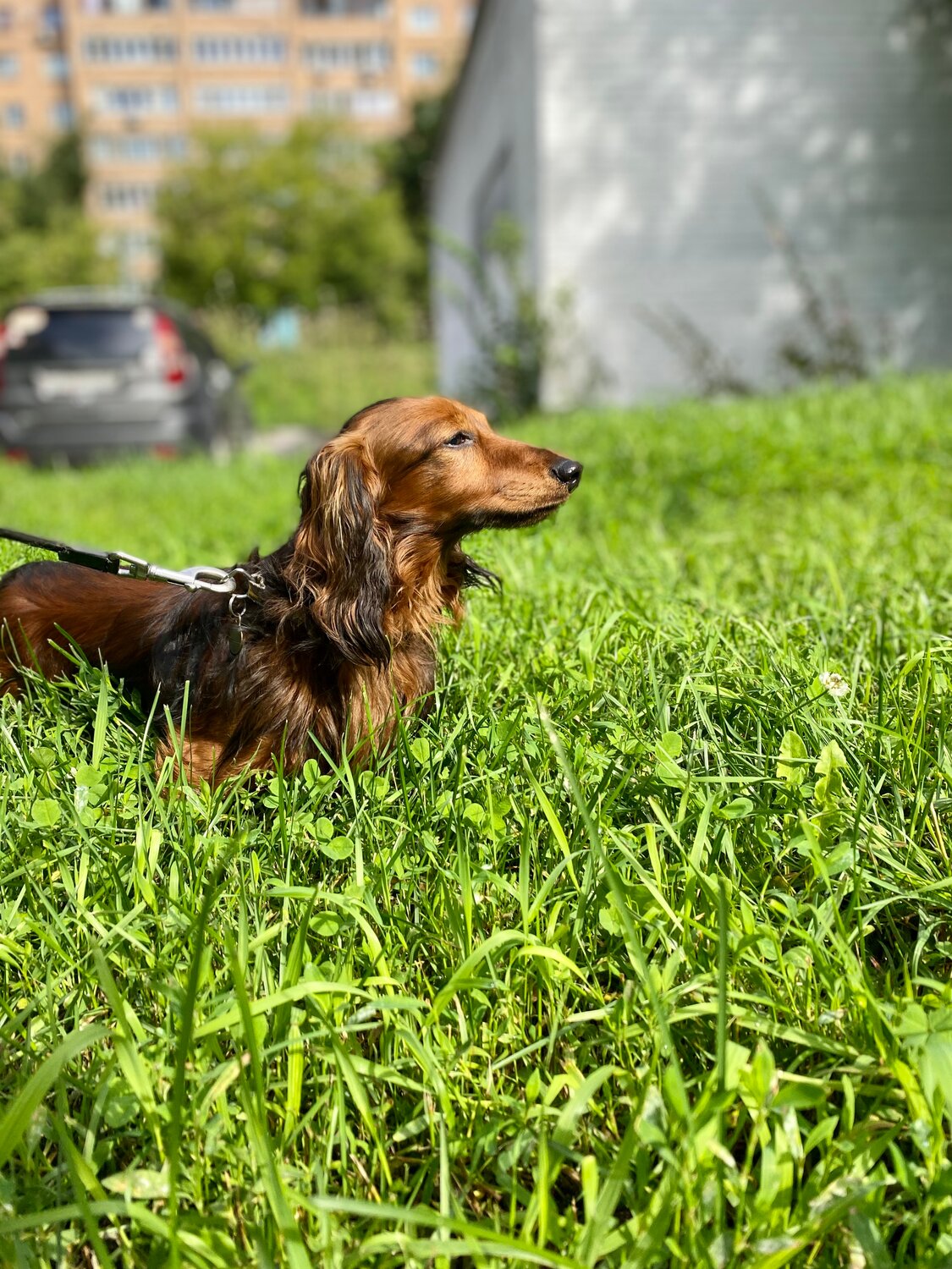такса, длинношерстная такса, такса собака, такса стандартная длинношерстная, такса рыжая длинношерстная