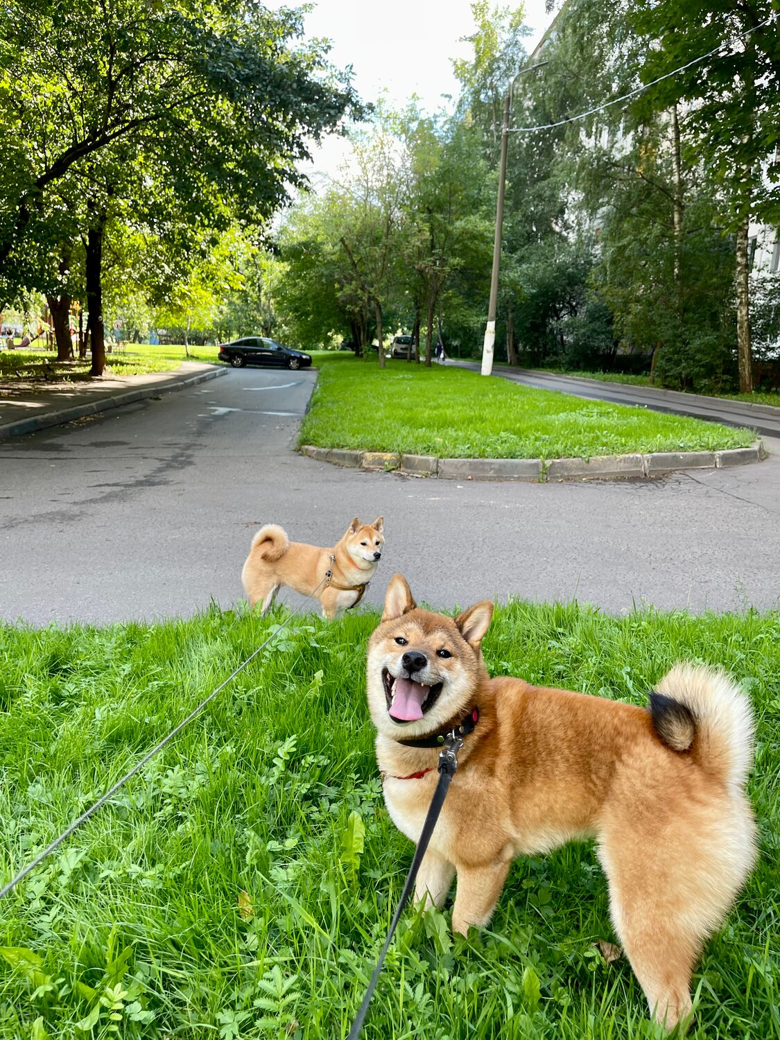 шиба ину, сиба-ину, собака акита, порода сиба ину, акита ину