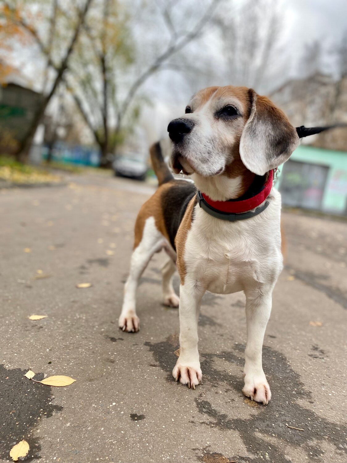 порода бигль, бигль собака, собака породы бигль, щенок бигль, бигль гончая