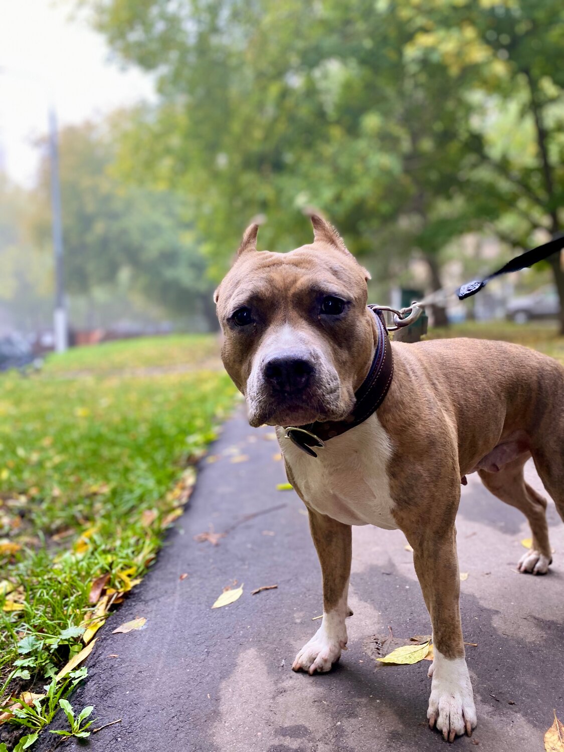 собака стаффордширский терьер, стаффордширский терьер, американский стаффордширский терьер, золотистый стаффордширский терьер, порода стаффордширский терьер