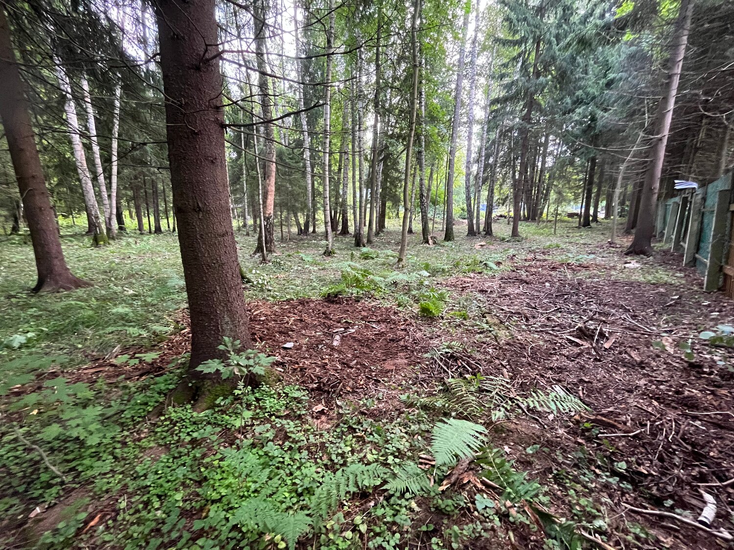 лес, подмосковный лес, редеющий лес, лесная, лесная поляна