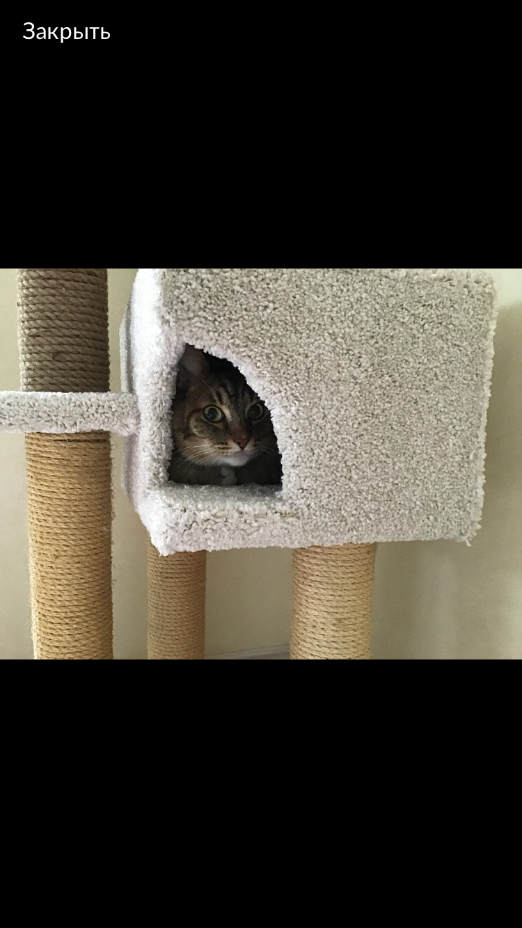 кошечка, домик когтеточка для кошек, кошка, домик для кошки с когтеточкой, кот