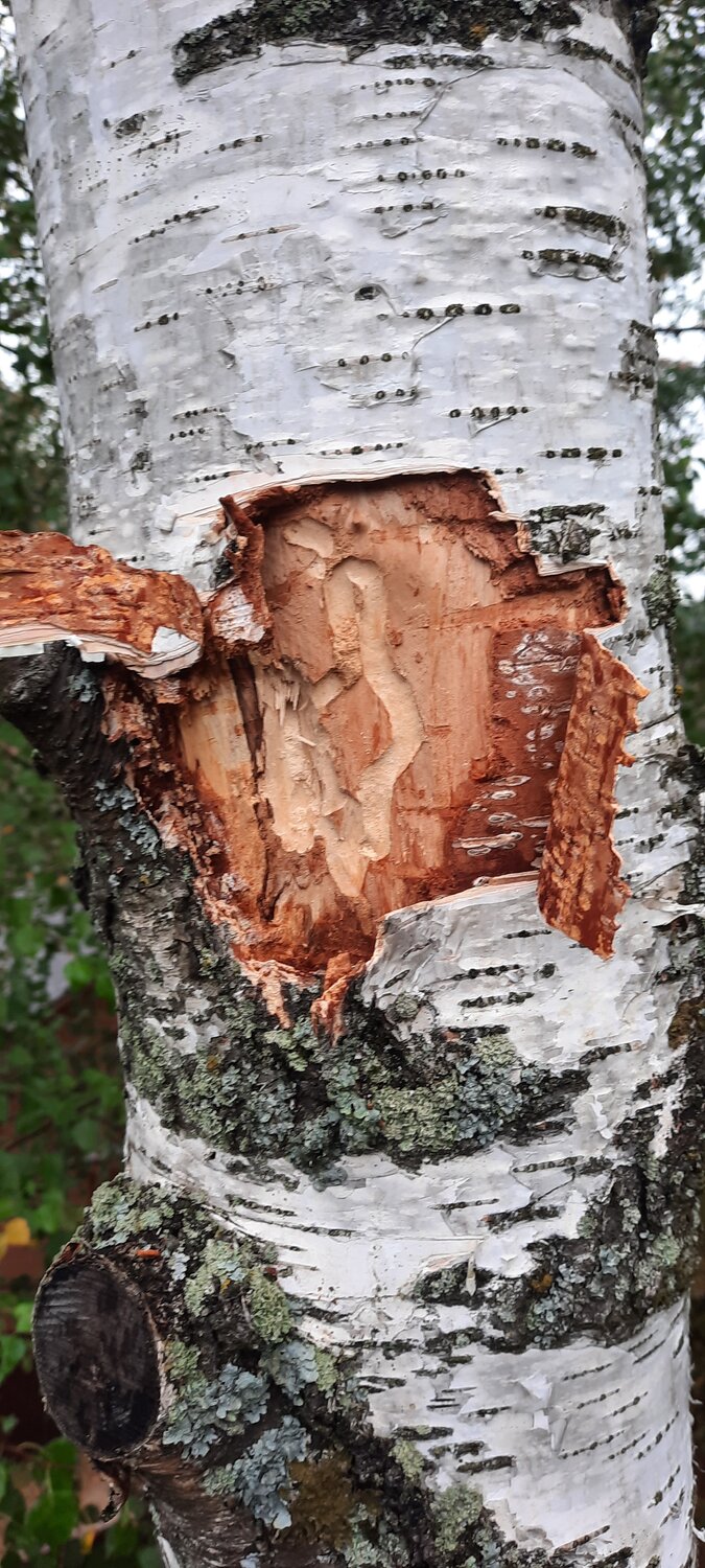 природа, береза, ствол березы, дерево, кора березы