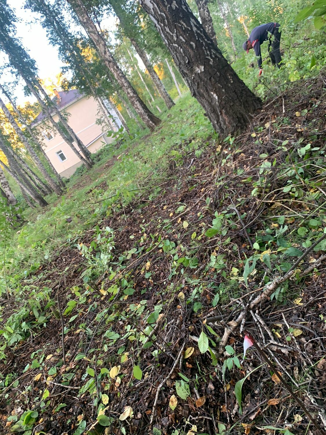 мебель, в лес, мусор в лесу, лесная, мусорка в лесу