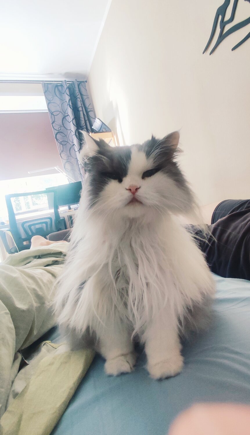 рэгдолл кошки, кошка, порода рэгдолл, ragdoll cat, cat cat