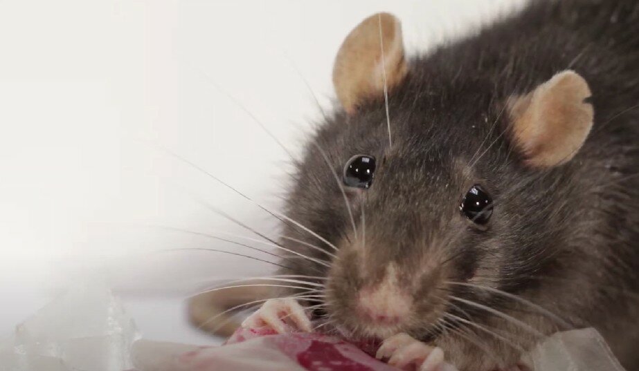 серая крыса, крыса, серая крыса вредитель, крыса дамбо черная, крыса дамбо