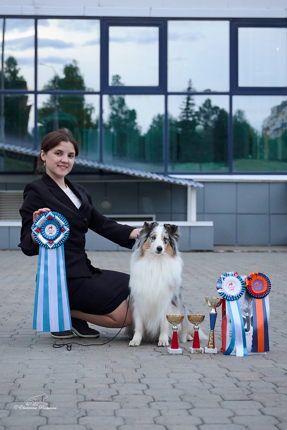 колли и шелти, шелти собака, шелти, шелти выставка, хендлинг колли