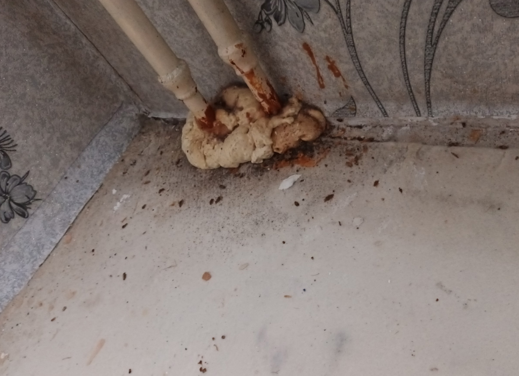 трубы отопления, насекомое, трубы канализации, трубы водоснабжения, канализационная труба между этажами